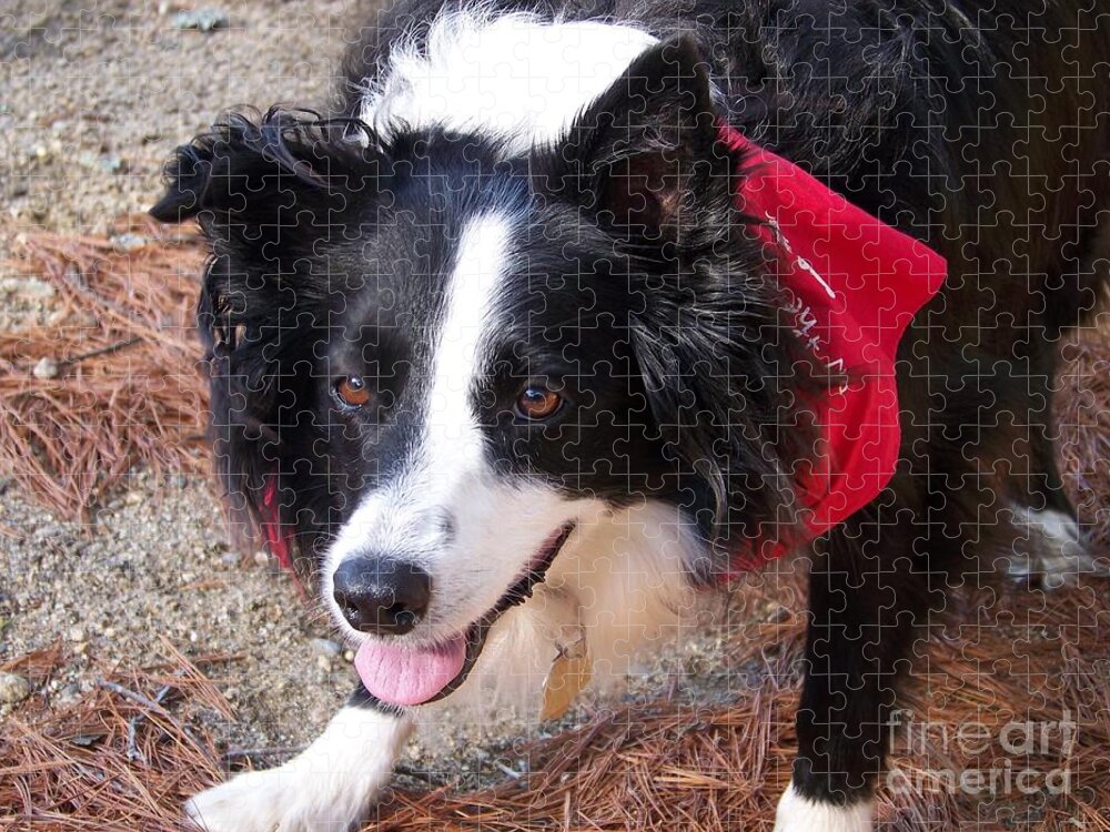 Border Collie Jigsaw Puzzle featuring the photograph Border Collie Products by Eunice Miller