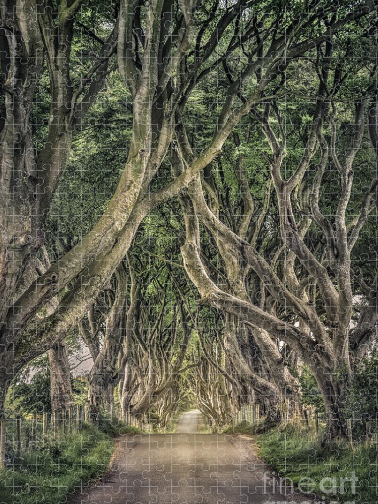 Dark Hedges; Hedges; Ireland; Northern Ireland; Britain; Road; Dark; Tree; Trees; Stick; Brunch; Leaves; Green; Passage; Way; Corridor; Tunnel; Mood; Moody; Mystic; Mystical; Mystery; Mysterious; Country; Countryside; Rural; Nature; Landscape; Kremsdorf; Evelina Kremsdorf Jigsaw Puzzle featuring the photograph Mysterious Ways by Evelina Kremsdorf