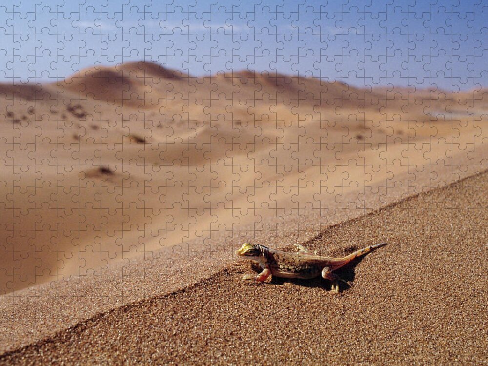 00511441 Jigsaw Puzzle featuring the photograph Namib Sanddiver Aporosaura Anchietae by Michael and Patricia Fogden
