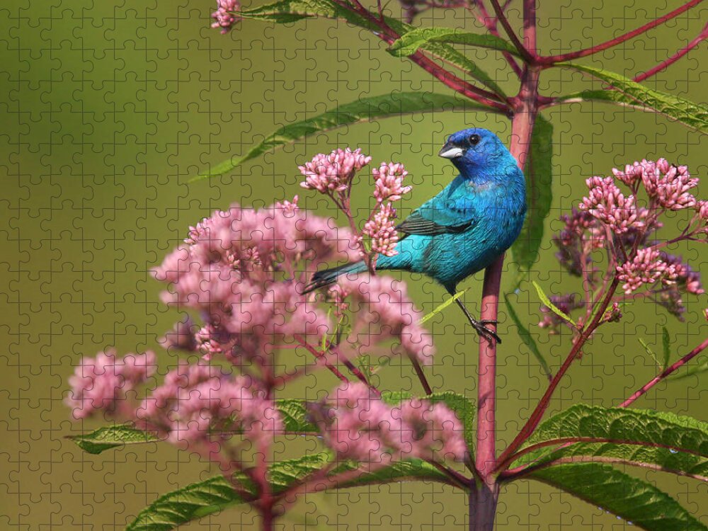 Indigo Bunting Jigsaw Puzzle featuring the photograph Natural Beauty by Rob Blair
