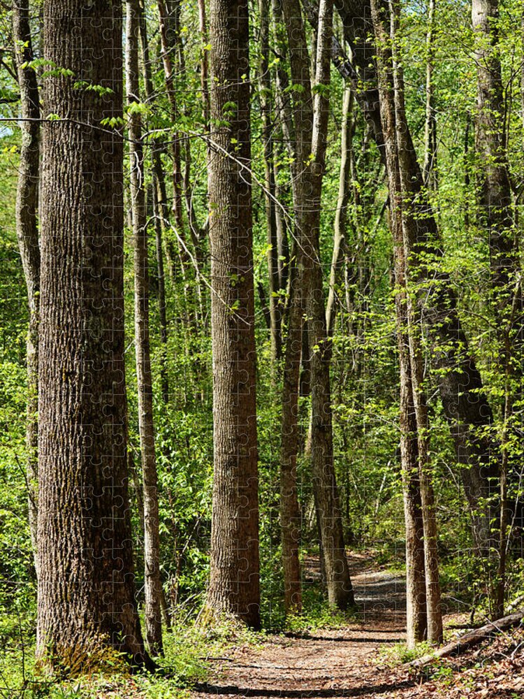 Battle Creek Cypress Swamp Jigsaw Puzzle featuring the photograph Nature Walk Early Spring by Rebecca Sherman