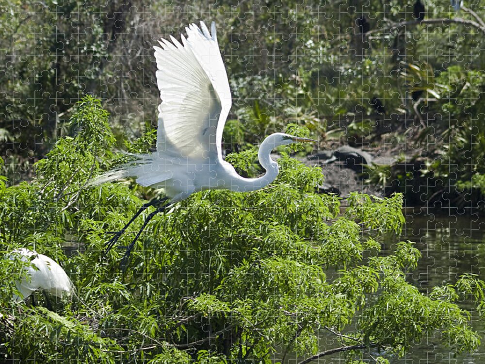Great White Egrets Jigsaw Puzzle featuring the photograph Need More Branches by Carolyn Marshall