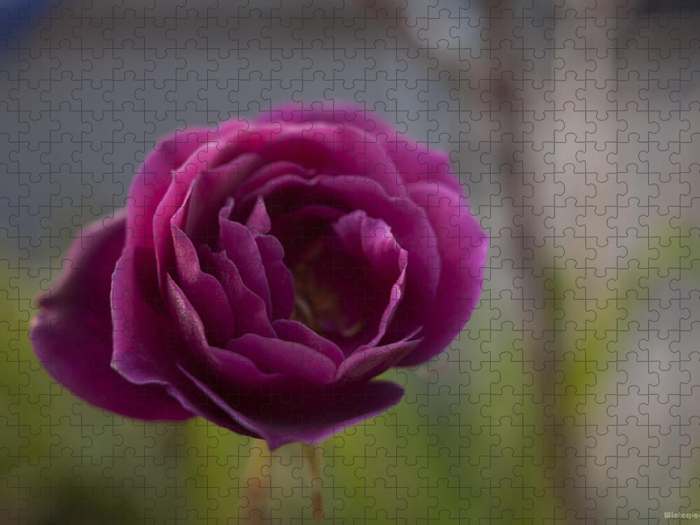 Flower Jigsaw Puzzle featuring the photograph Neighbors Garden by Miguel Winterpacht