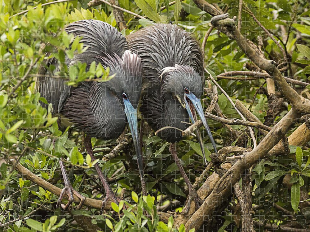 Little Blue Herons Jigsaw Puzzle featuring the photograph Nest Building by Priscilla Burgers