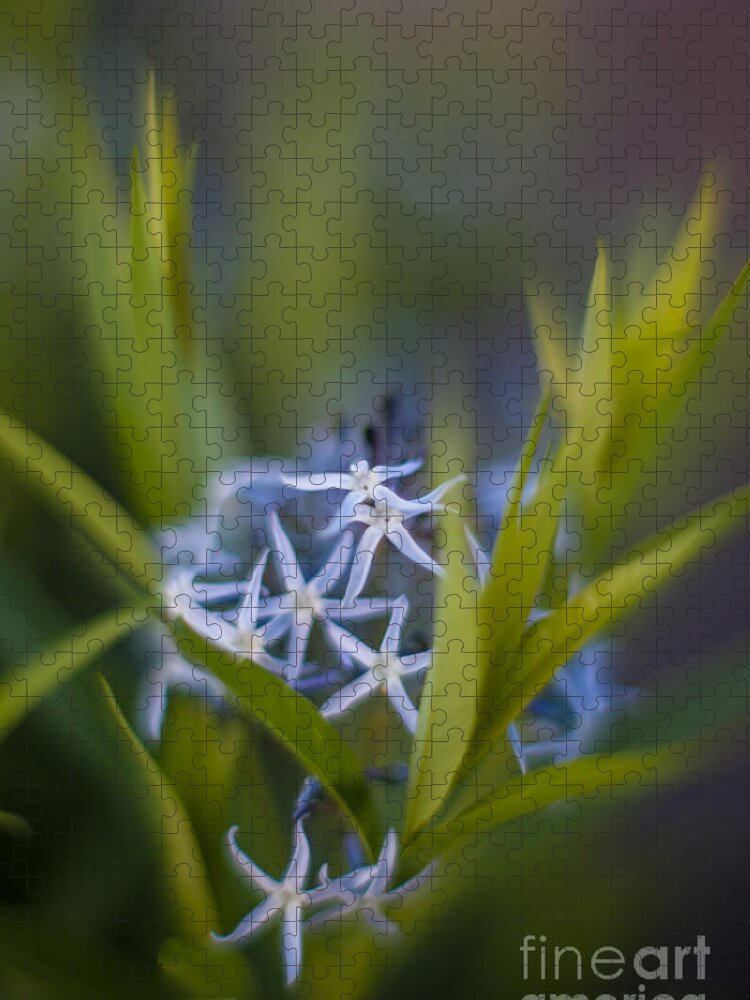 Star Flowers Jigsaw Puzzle featuring the photograph Nest of Blue Stars by Mike Reid