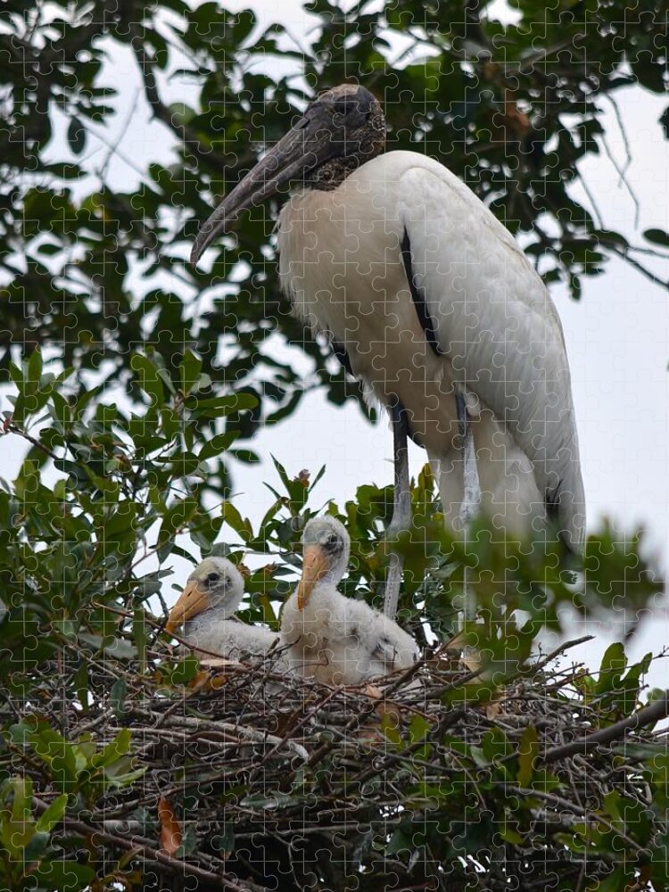 Family Jigsaw Puzzle featuring the photograph Nesting Wood Stork Family by Richard Bryce and Family
