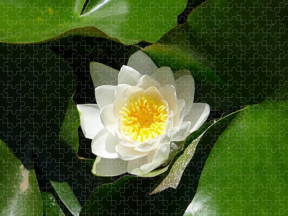 White Jigsaw Puzzle featuring the photograph Nestled-in-Leaves by Nora Boghossian