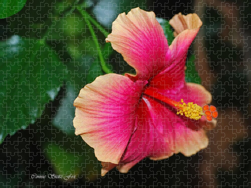 Hibiscus Jigsaw Puzzle featuring the photograph New Every Morning - Hibiscus by Connie Fox