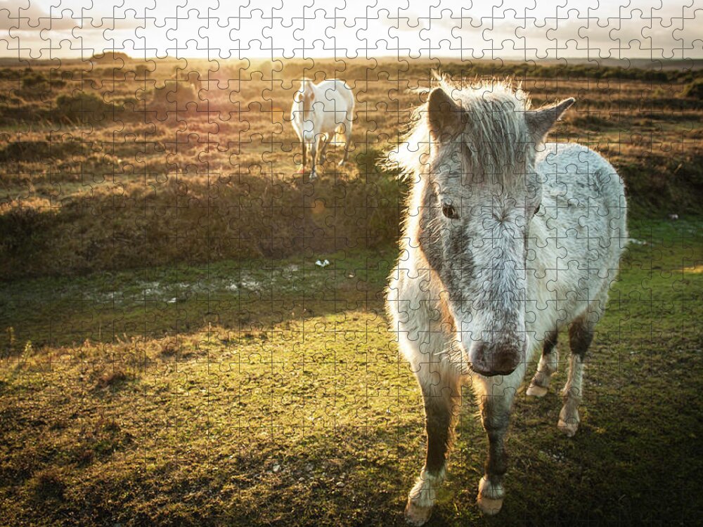 Horse Jigsaw Puzzle featuring the photograph New Forest Wild Ponies by Projectb