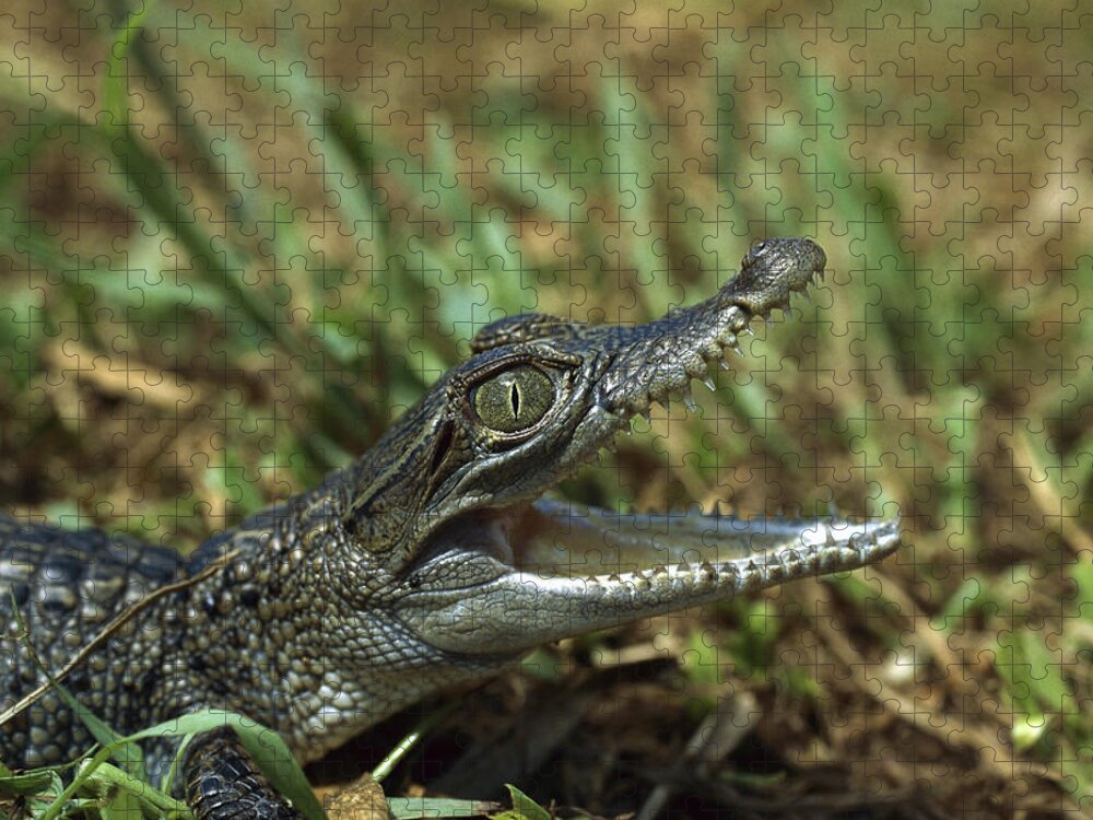 Feb0514 Jigsaw Puzzle featuring the photograph New Guinea Crocodile Baby New Guinea by Konrad Wothe