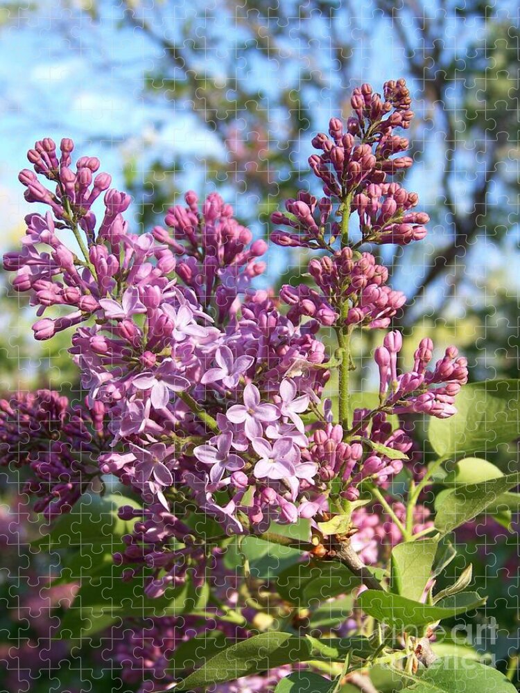 Purple Jigsaw Puzzle featuring the photograph Purple Lilac by Eunice Miller