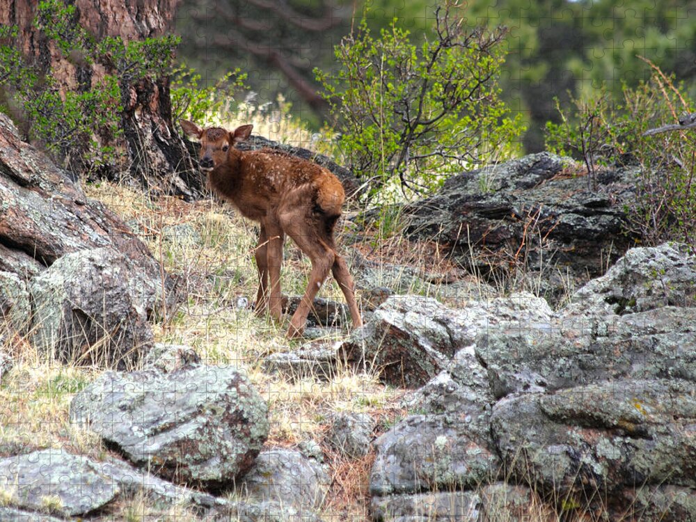 Elk Jigsaw Puzzle featuring the photograph Newborn Elk Calf by Shane Bechler