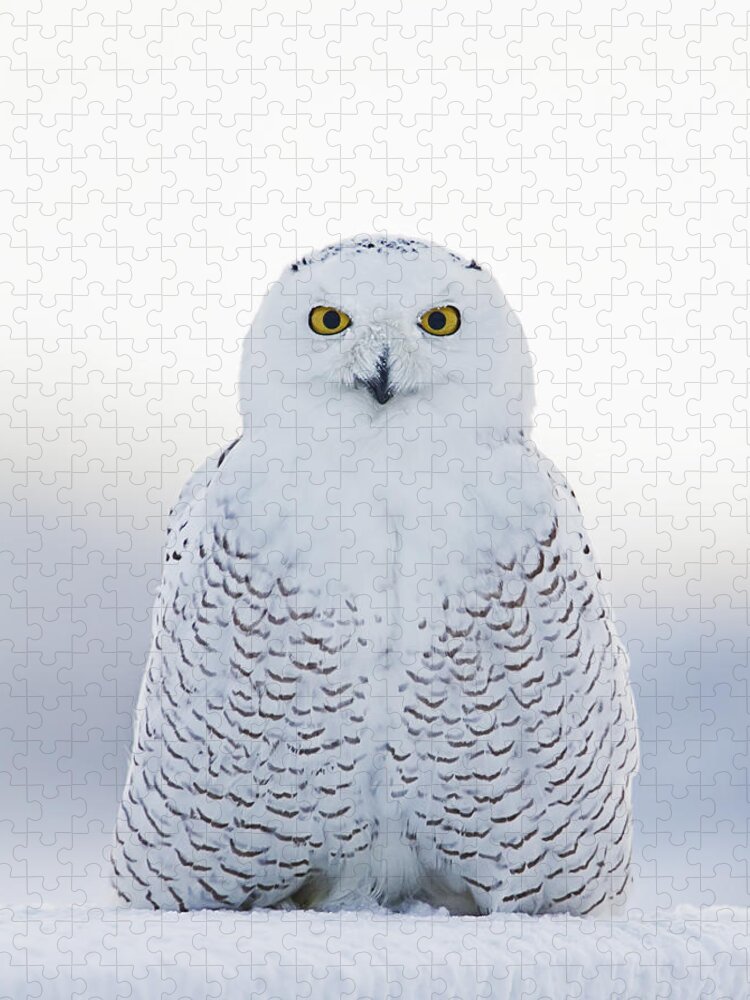 Snowy Owl Jigsaw Puzzle featuring the photograph NH Seacoast Snowy Owl by John Vose