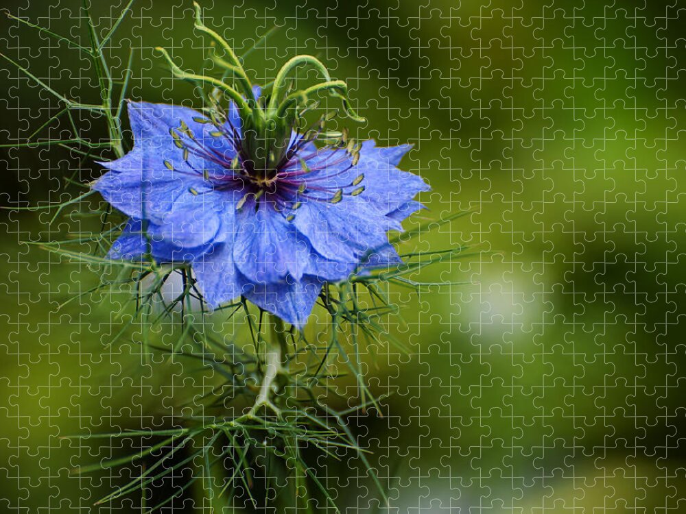 Flower Jigsaw Puzzle featuring the photograph Nigella Damascena by Rob Hemphill