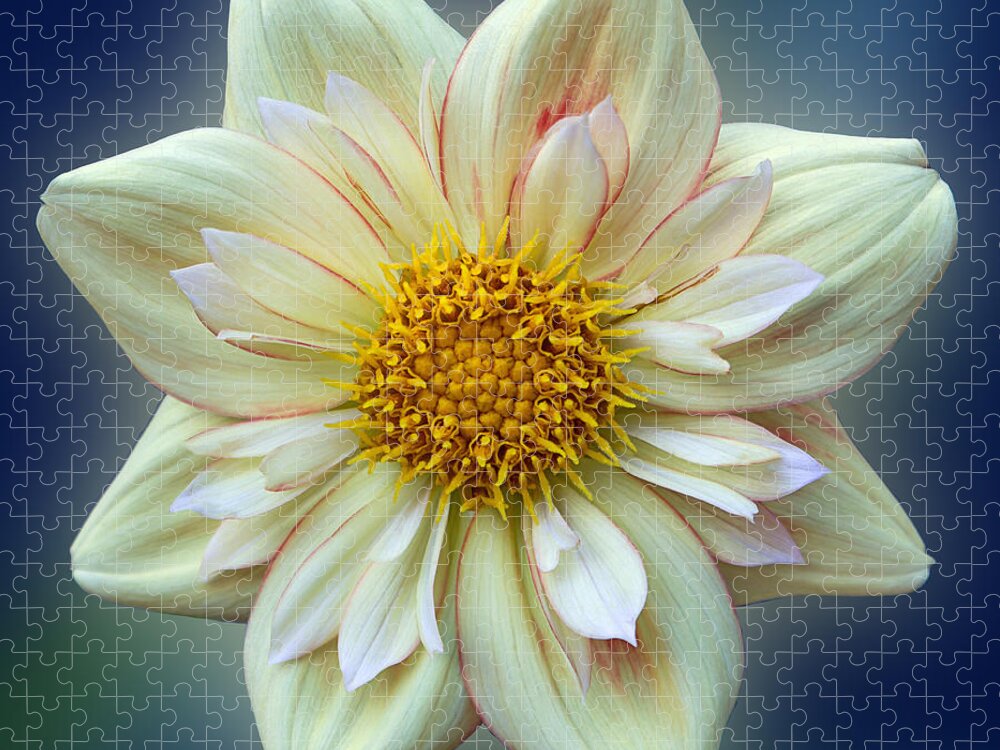 Flower Jigsaw Puzzle featuring the photograph Dahlia - E Z Duzzit by Patti Deters