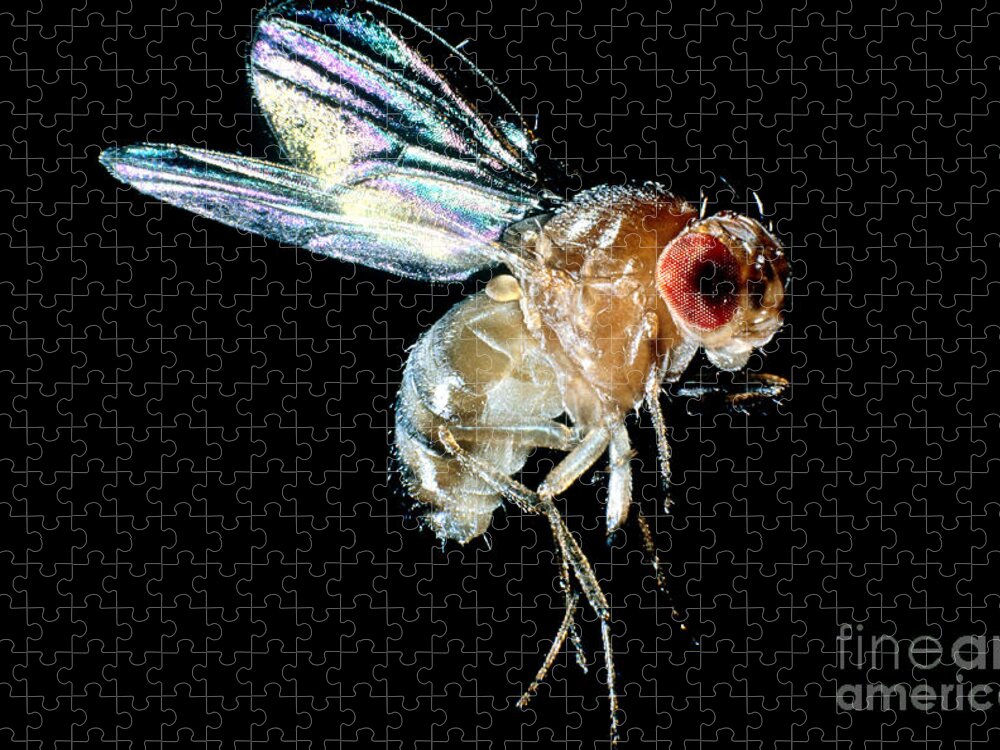 Drosophila Jigsaw Puzzle featuring the photograph Normal Red-eyed Fruit Fly by Darwin Dale