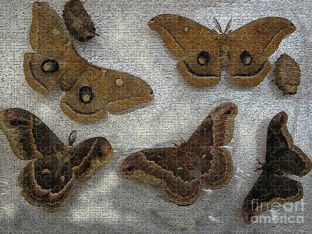 Polyphemus Female Jigsaw Puzzle featuring the photograph North American Large Moth Collection by Conni Schaftenaar