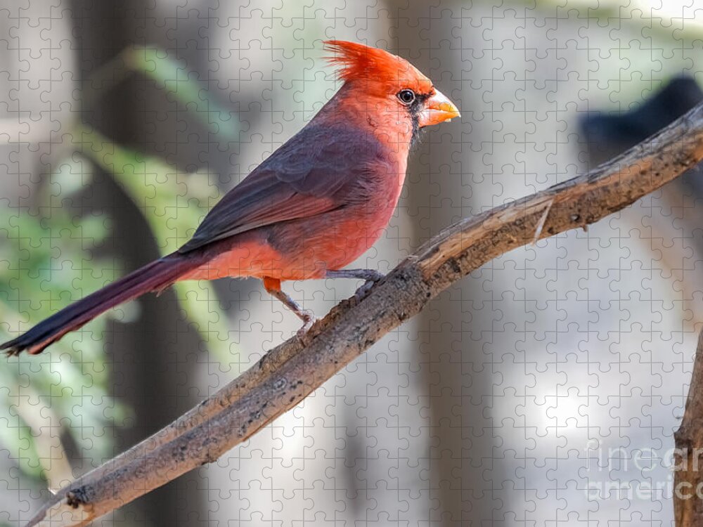Cardinal Jigsaw Puzzle featuring the photograph Northern Cardinal 5 by Al Andersen