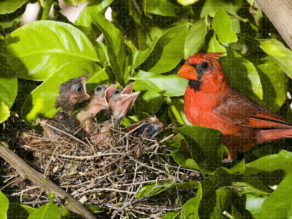 Feb0514 Jigsaw Puzzle featuring the photograph Northern Cardinal Father And Chicks by Tom Vezo