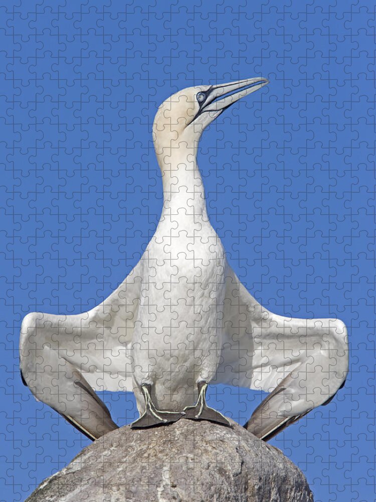 Flpa Jigsaw Puzzle featuring the photograph Northern Gannet Displaying Great Saltee by Dickie Duckett