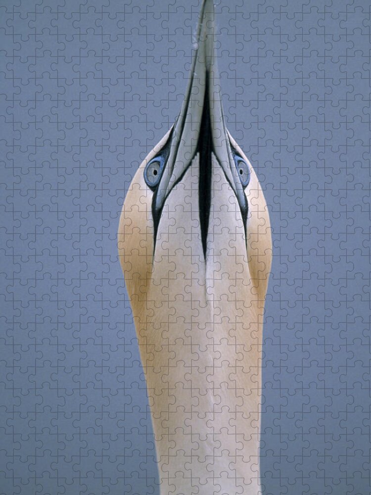 Feb0514 Jigsaw Puzzle featuring the photograph Northern Gannet Skypointing by Duncan Usher