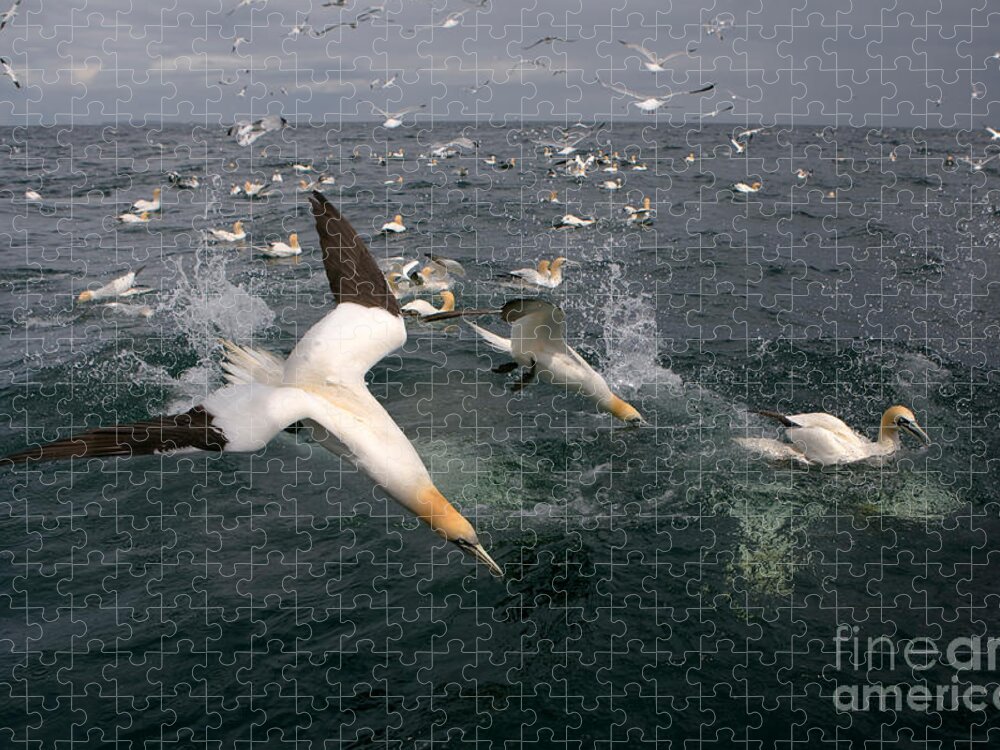 Northern Gannet Jigsaw Puzzle featuring the photograph Northern Gannets Fishing by Thomas Hanahoe