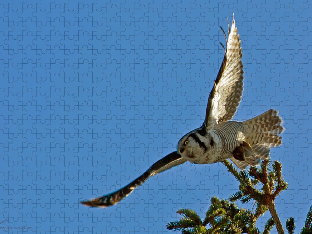 Northern Hawk Owl Jigsaw Puzzle featuring the photograph Northern Hawk Owl flying with its capture by Torbjorn Swenelius