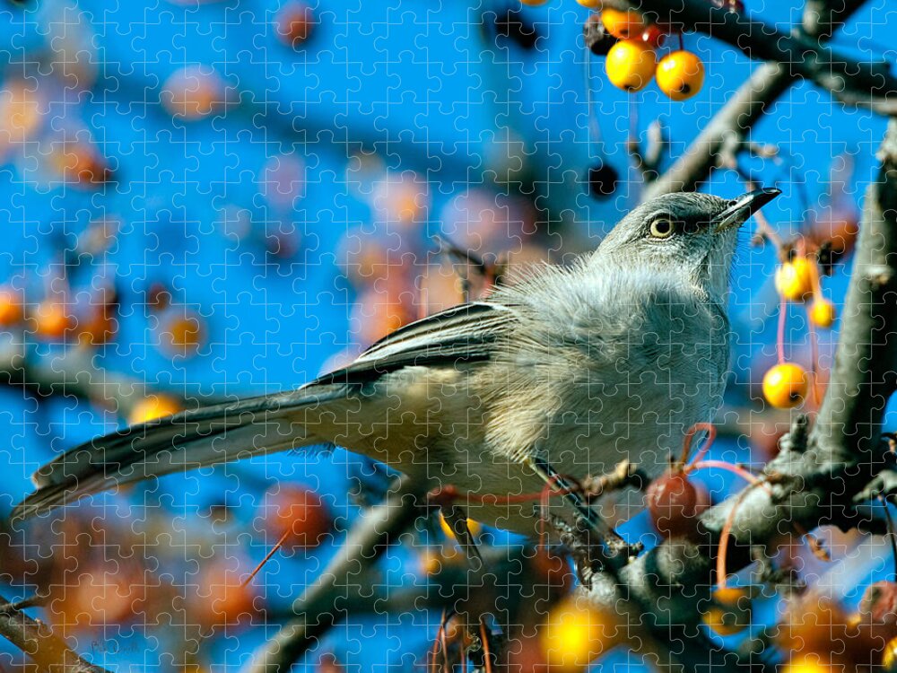 Mockingbird Jigsaw Puzzle featuring the photograph Northern Mockingbird by Bob Orsillo