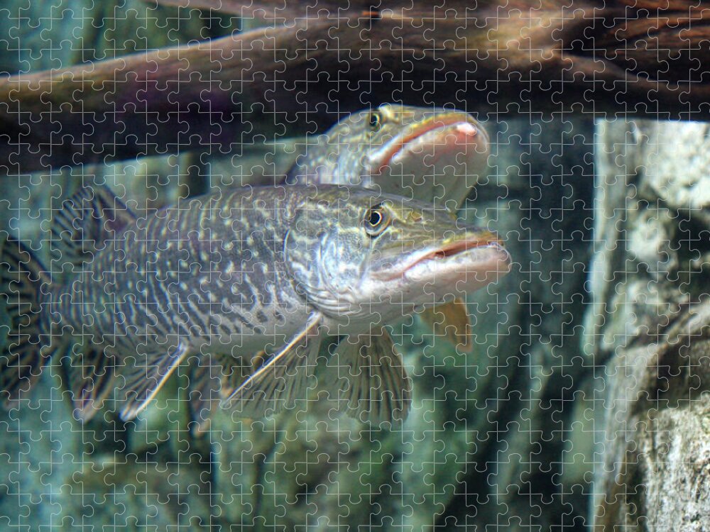 Northern Pike Jigsaw Puzzle featuring the photograph Northern Pike by Shane Bechler