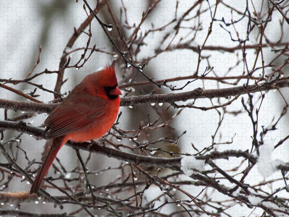 Cardinal Jigsaw Puzzle featuring the photograph Northern red cardinal in winter by Jeff Folger