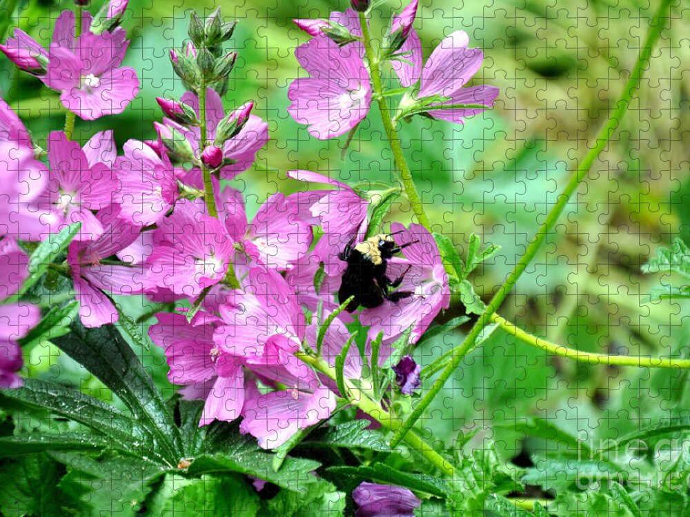 Flowers Jigsaw Puzzle featuring the photograph Northwest Native Rose Checker Mallow 3 by Tatyana Searcy
