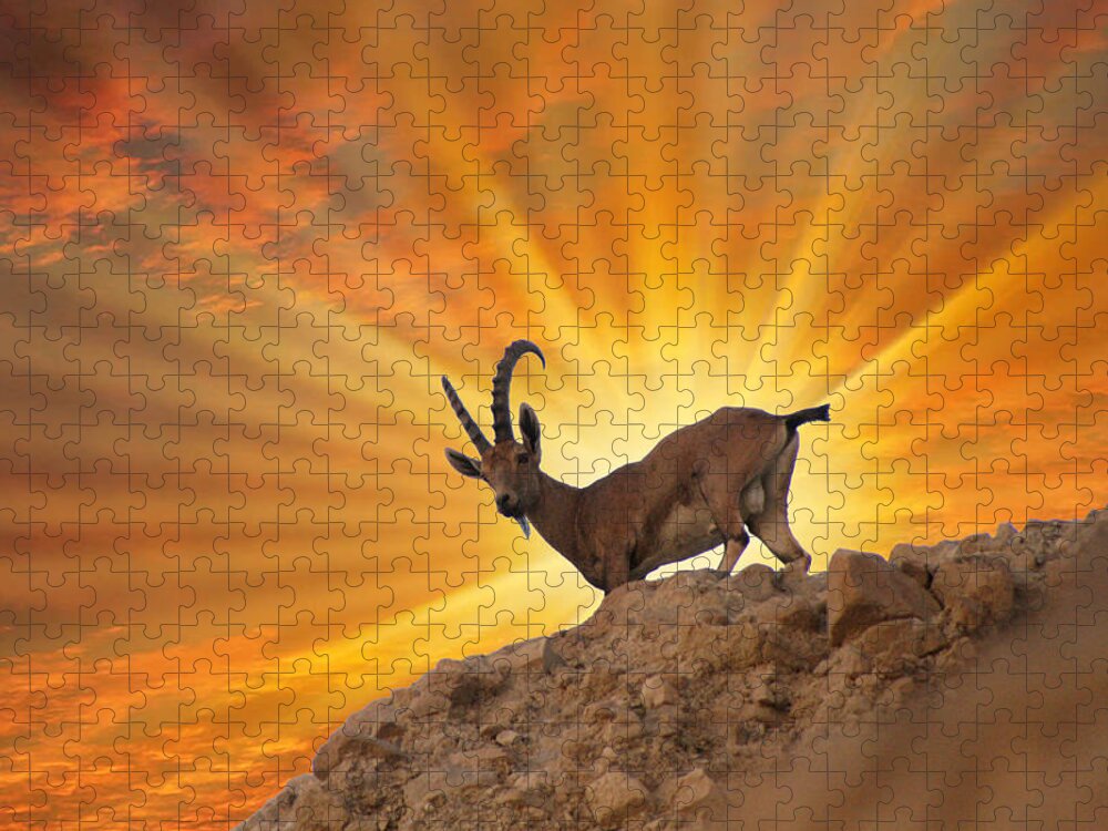 Nubian Ibex Jigsaw Puzzle featuring the photograph Nubian ibex #3 by Doc Braham