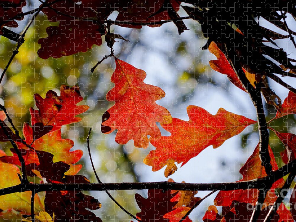 Arboretum Jigsaw Puzzle featuring the photograph Oak leaves by Steven Ralser