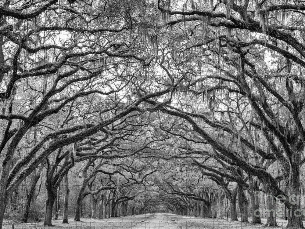 Wormsloe Jigsaw Puzzle featuring the photograph Oak Lined Avenue Wormsloe Plantation Savannah Georgia by Dawna Moore Photography