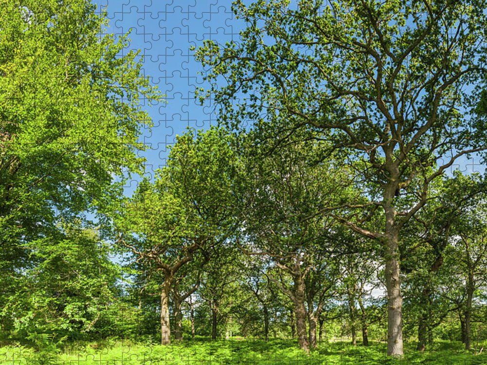Scenics Jigsaw Puzzle featuring the photograph Oak Trees In Idyllic Summer Woodland by Fotovoyager