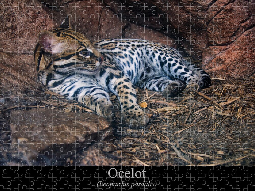 Class Room Posters Jigsaw Puzzle featuring the digital art Ocelot by Flees Photos
