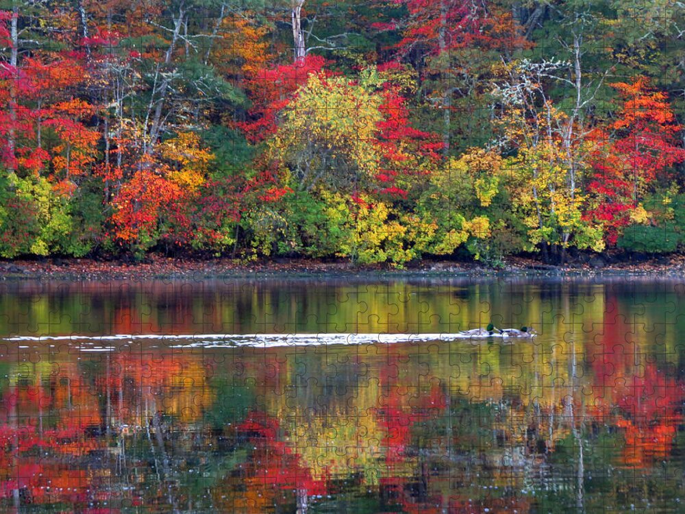 Trees Jigsaw Puzzle featuring the photograph October's Colors by Dianne Cowen Cape Cod Photography