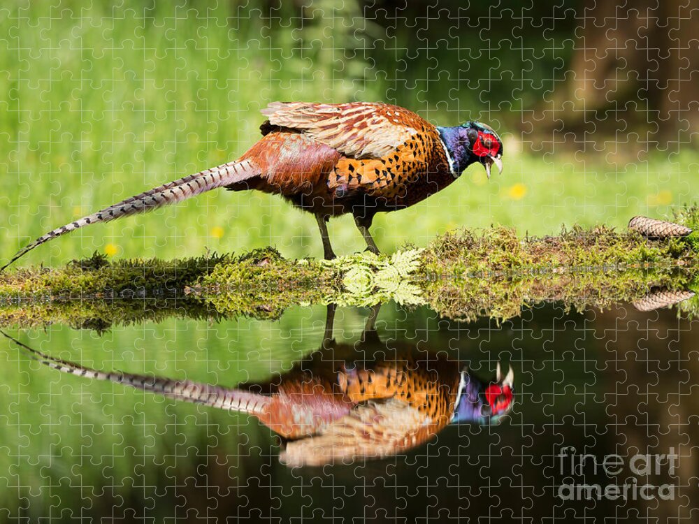 Common Pheasant Jigsaw Puzzle featuring the photograph Oh my what a handsome pheasant by Louise Heusinkveld