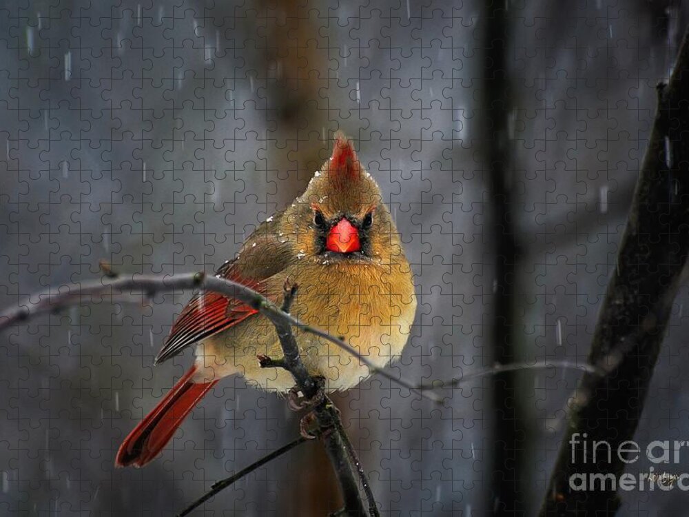 Cardinal Jigsaw Puzzle featuring the photograph Oh No Not Again by Lois Bryan