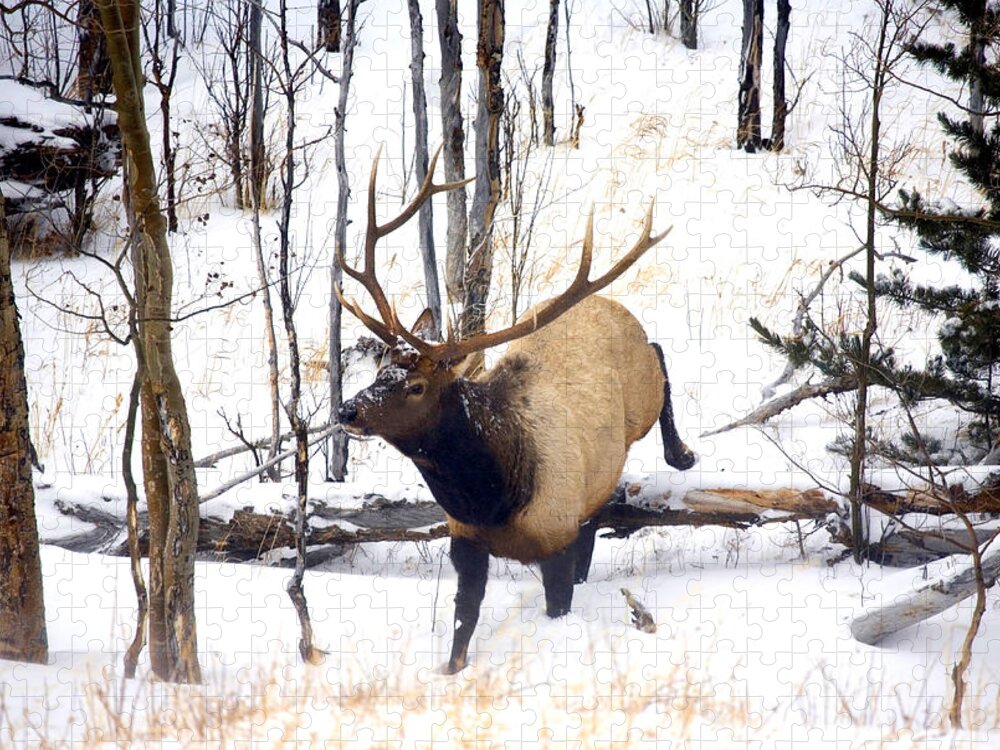 Elk Jigsaw Puzzle featuring the photograph On the Move by Michael Dawson