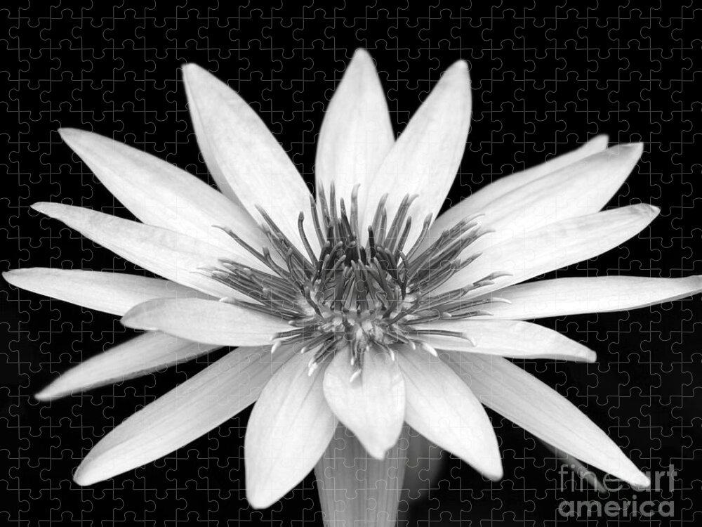 Water Lily Jigsaw Puzzle featuring the photograph One Black and White Water Lily by Sabrina L Ryan