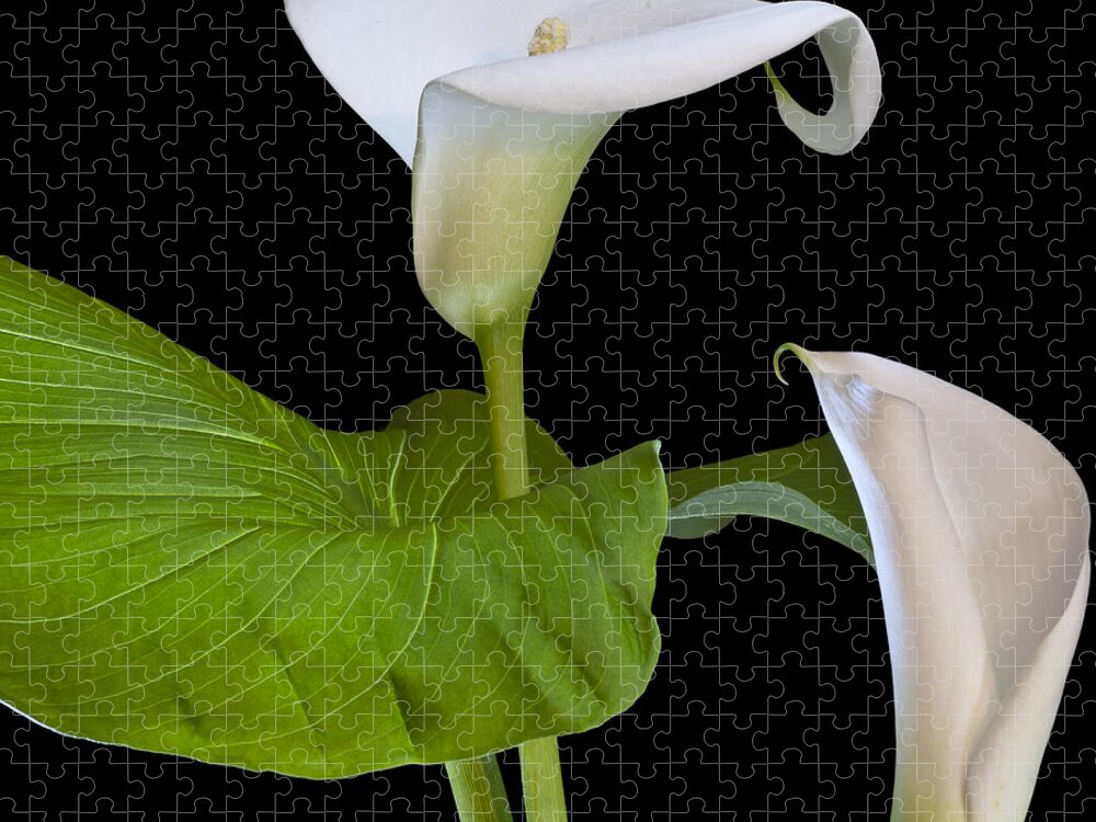 White Calla Jigsaw Puzzle featuring the photograph Open white calla lily I by Heiko Koehrer-Wagner