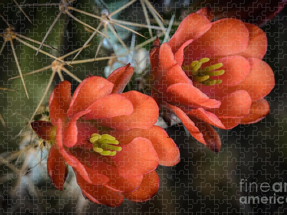 Orange Cactus Blooms Jigsaw Puzzle featuring the photograph Orange Cactus Blooms by Tamara Becker