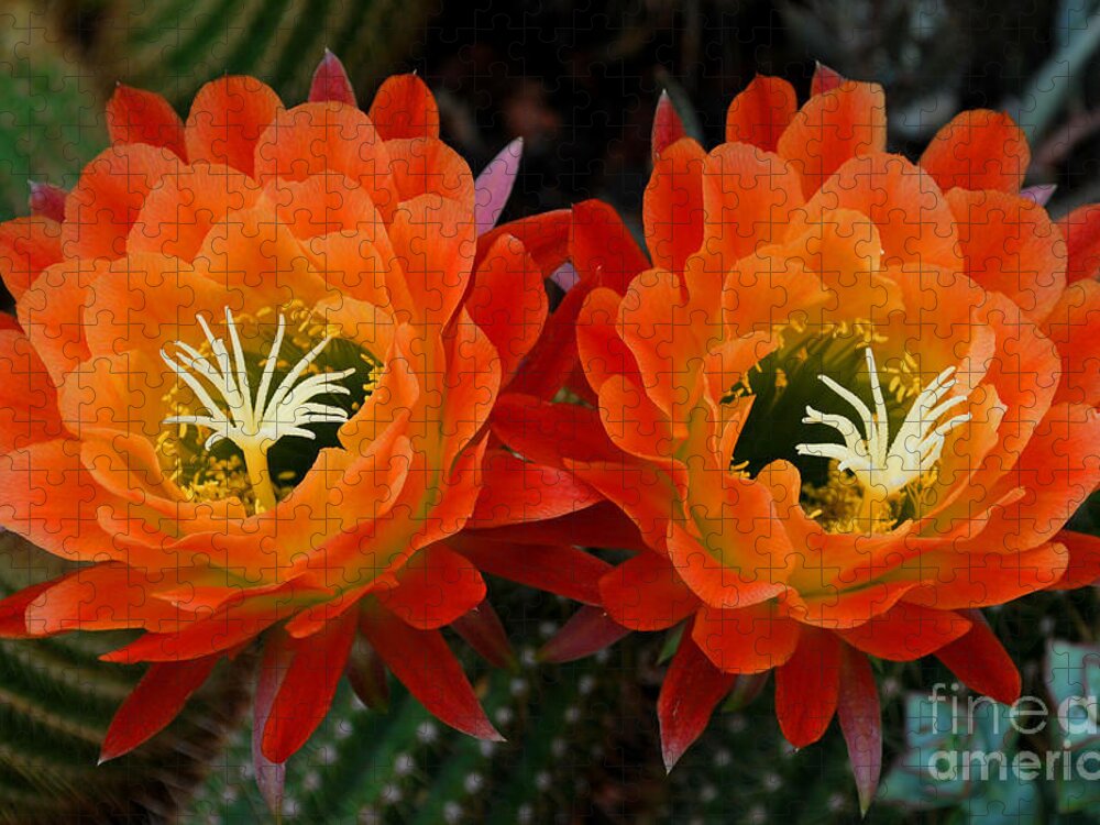 Orange Jigsaw Puzzle featuring the photograph Orange Cactus Flowers by Nancy Mueller