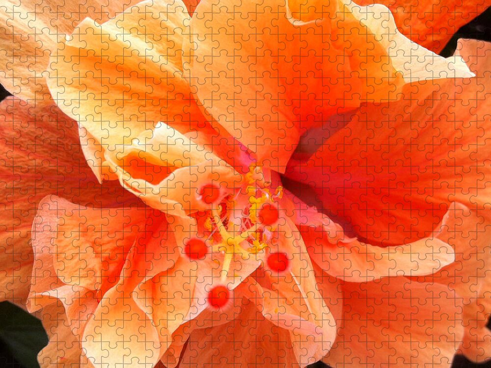 Karen Zuk Rosenblatt Art And Photography Jigsaw Puzzle featuring the photograph Orange Hibiscus by Karen Zuk Rosenblatt