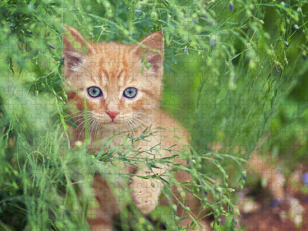 Pets Jigsaw Puzzle featuring the photograph Orange Kitten by Captured By Karen Photography