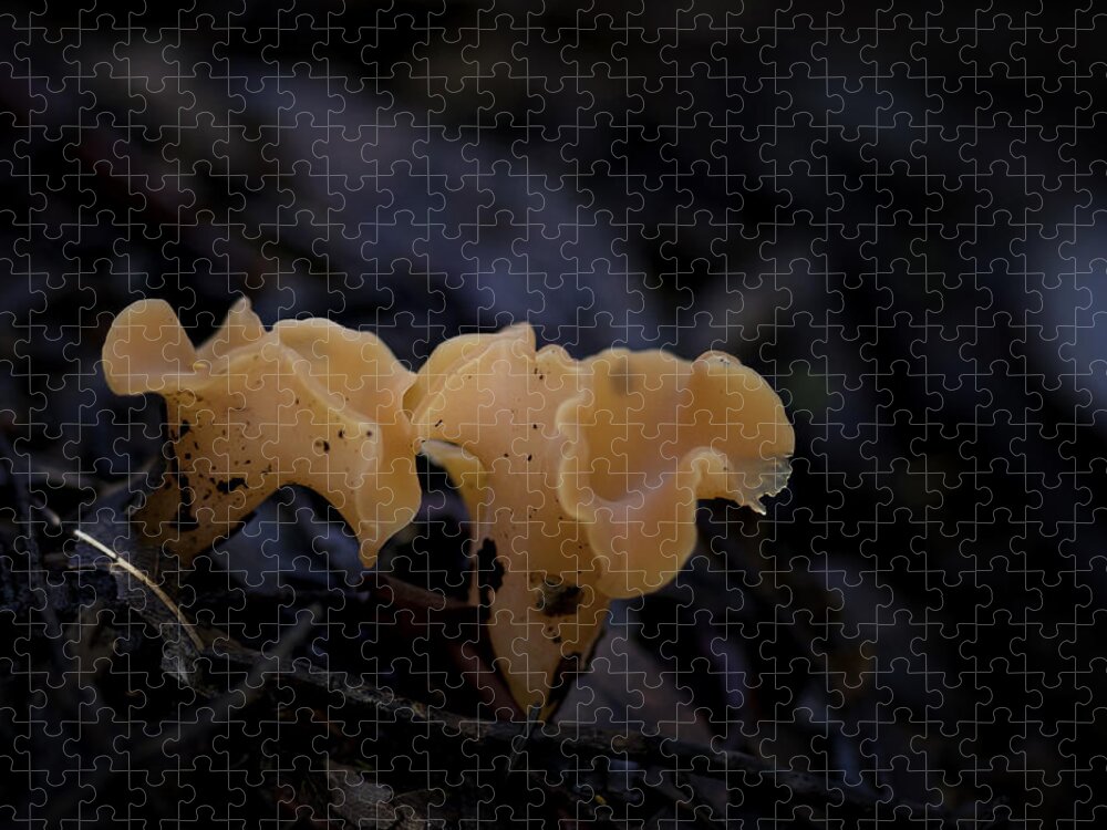 Mushroom Jigsaw Puzzle featuring the photograph Orange Peel by Betty Depee