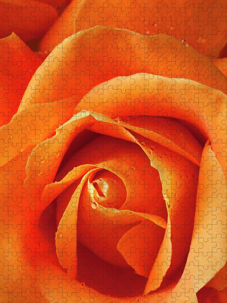 Orange Color Jigsaw Puzzle featuring the photograph Orange Rose Close Up With Dew by Garry Gay