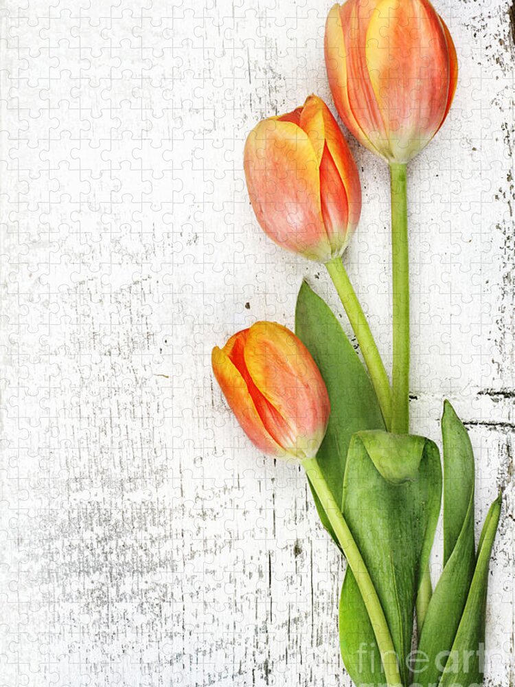 Tulip Jigsaw Puzzle featuring the photograph Orange Tulips by Stephanie Frey