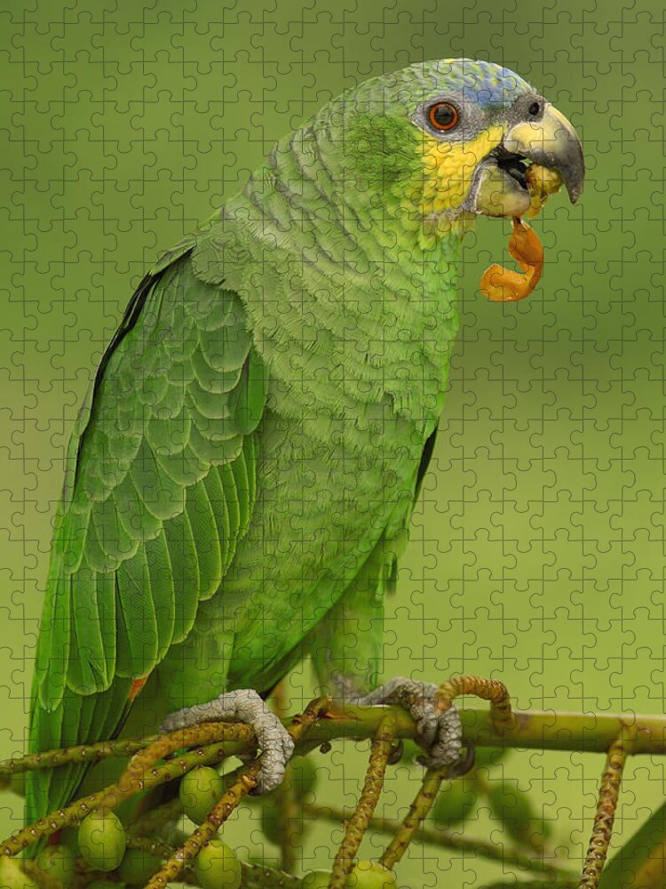 Feb0514 Jigsaw Puzzle featuring the photograph Orange-winged Parrot Amazonian Ecuador by Pete Oxford
